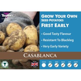 Casablanca Seed Potatoes 2kg Bag